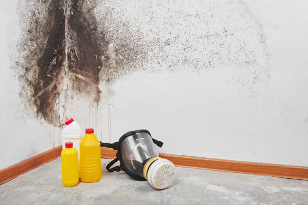 Certified Mold Removal in Willow Park, TX