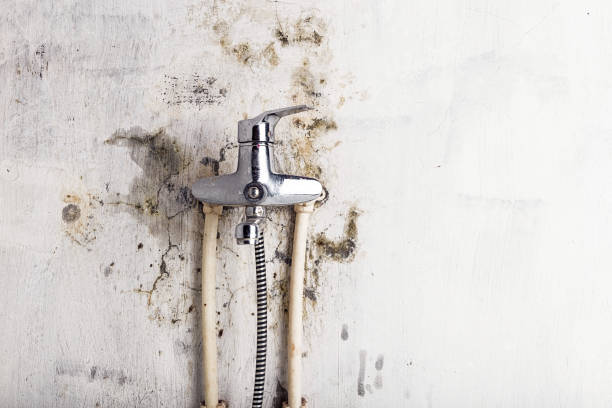 Office Mold Removal Services in Willow Park, TX