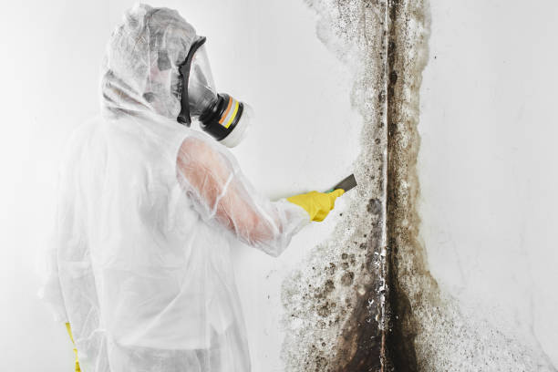 Best Mold Damage Repair  in Willow Park, TX