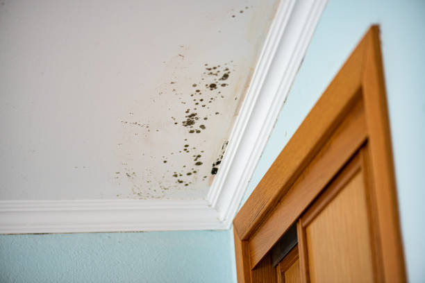Best Mold Remediation Experts  in Willow Park, TX