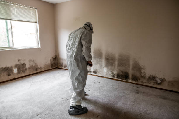Best Black Mold Removal  in Willow Park, TX