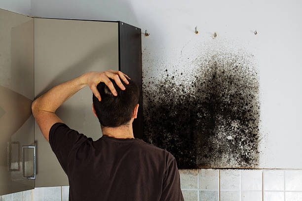 Best Crawl Space Mold Removal  in Willow Park, TX
