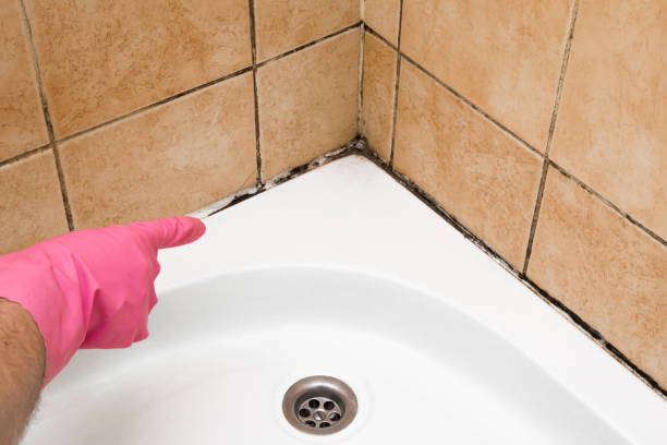 Attic Mold Removal in Willow Park, TX